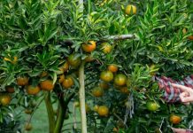 सर्दियों के लिए राम बाण है ये फल, स्किन तो चमकाएगा ही साथ ही प्रदूषण से भी बचाएगा!