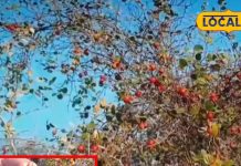 benefits of winter berry wild apple heart and digestive sa – Bharat.one हिंदी