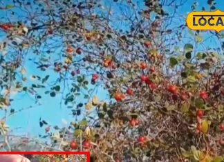 benefits of winter berry wild apple heart and digestive sa – Bharat.one हिंदी