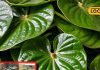 benefits betel leaf properties paan ke patte ke fayde SA