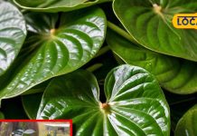 benefits betel leaf properties paan ke patte ke fayde SA