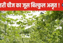 कड़वा तो बहुत है, लेकिन एक घूंट भी पी लिया यह जूस, तो कई बीमारियों का हो जाएगा नाश ! दवाओं का भी ‘बाप’