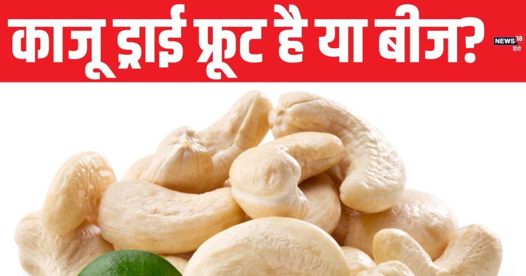 National Cashew Day: काजू इस देश से भारत पहुंचा, सैनिक क्यों रखते थे इसे अपने पास? किन लोगों को यह नहीं खाना चाहिए?