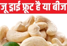 National Cashew Day: काजू इस देश से भारत पहुंचा, सैनिक क्यों रखते थे इसे अपने पास? किन लोगों को यह नहीं खाना चाहिए?