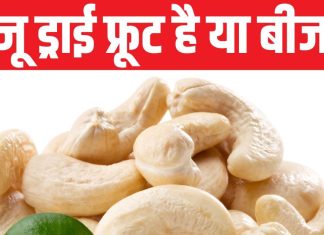 National Cashew Day: काजू इस देश से भारत पहुंचा, सैनिक क्यों रखते थे इसे अपने पास? किन लोगों को यह नहीं खाना चाहिए?
