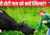 पहली रोटी गाय को और आखिर कुत्ते को क्यों खिलाएं? क्या है रोटी खिलाने का नियम? एक्सपर्ट से समझें इसके लाभ