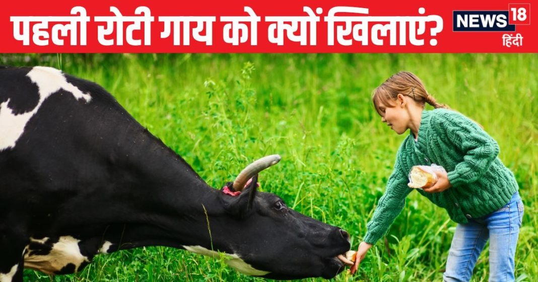 पहली रोटी गाय को और आखिर कुत्ते को क्यों खिलाएं? क्या है रोटी खिलाने का नियम? एक्सपर्ट से समझें इसके लाभ
