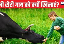 पहली रोटी गाय को और आखिर कुत्ते को क्यों खिलाएं? क्या है रोटी खिलाने का नियम? एक्सपर्ट से समझें इसके लाभ