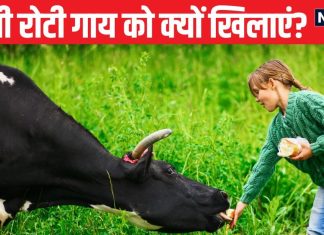 पहली रोटी गाय को और आखिर कुत्ते को क्यों खिलाएं? क्या है रोटी खिलाने का नियम? एक्सपर्ट से समझें इसके लाभ