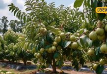 israeli tech guava cultivation amrud farming high yield profit story sa