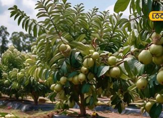 israeli tech guava cultivation amrud farming high yield profit story sa