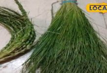 अगर आपके हाथ में है धरपई घास तो आप भाग्यशाली हैं, जानिए क्या हैं इसके मायने