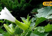 फेफड़ों से जमा कफ बाहर निकाल फेंकेगा ये कटीला फल, जोड़ों के दर्द में भी लाभकारी, भोलेबाबा को है प्रिय