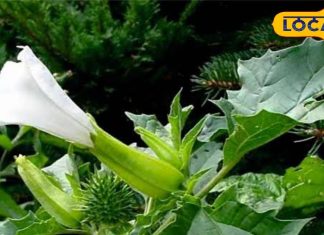 फेफड़ों से जमा कफ बाहर निकाल फेंकेगा ये कटीला फल, जोड़ों के दर्द में भी लाभकारी, भोलेबाबा को है प्रिय