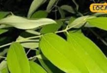 खाने में डाल दिया ये पत्ता, तो नहीं होगी गैस की प्रॉब्लम, खुशबू के साथ स्वाद कर देता है दोगुना, कई बीमारियों में कारगर