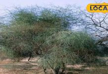 कैल्शियम और मिनरल्स से भरपूर! जानें झाड़ियों में उगने वाले इस खास फल के फायदे