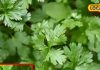 health benefits green coriander for immunity boost digestion eye sa