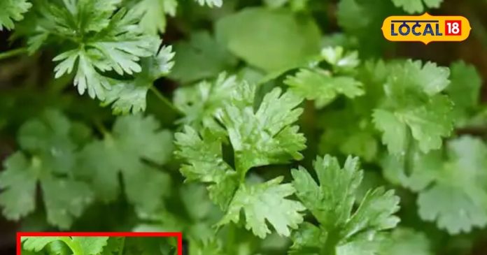 green-coriander-health-benefits-2024-11-1f30ff799e26650e76303cfc1912812a-16x9.jpg