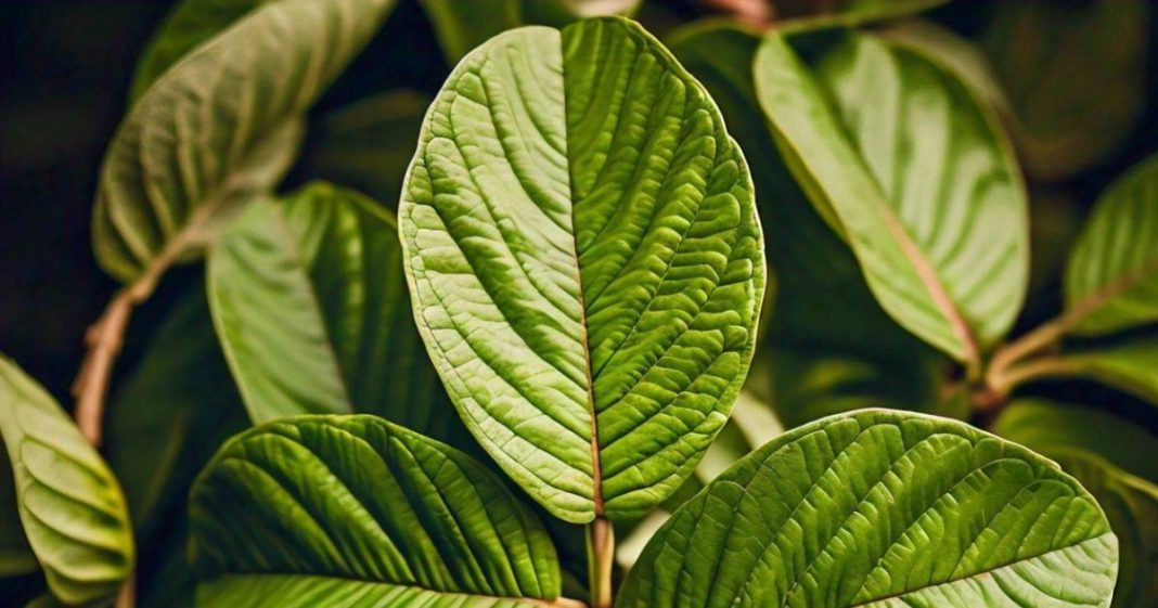 health benefits of Guava leaves for digestion and diabetes control sa – Bharat.one हिंदी