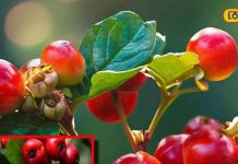 डायबिटीज का पक्का दुश्मन! ये जंगली फल आपके शरीर को बना सकता है बेमिसाल