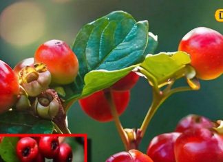 डायबिटीज का पक्का दुश्मन! ये जंगली फल आपके शरीर को बना सकता है बेमिसाल