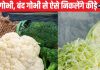 पानी में धोने से नहीं निकलेंगे फूलगोभी, पत्तागोभी में छिपे कीड़े, ये है साफ करने का आसान ट्रिक, मिनटों में खुद आएंगे बाहर