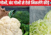 पानी में धोने से नहीं निकलेंगे फूलगोभी, पत्तागोभी में छिपे कीड़े, ये है साफ करने का आसान ट्रिक, मिनटों में खुद आएंगे बाहर