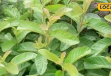 chewing-guava-leaves-on-joint pain empty-stomach-khali-pet-amrood-ki-patti-khane-ke-fayde – Bharat.one हिंदी