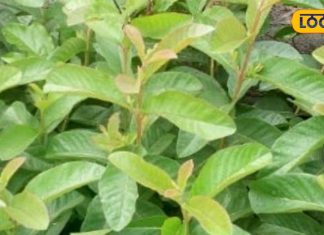 chewing-guava-leaves-on-joint pain empty-stomach-khali-pet-amrood-ki-patti-khane-ke-fayde – Bharat.one हिंदी