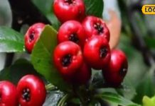 benefits Ghingaru fruit for Cholesterol treatment of diabetes diseases high blood pressure – Bharat.one हिंदी