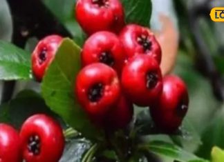 benefits Ghingaru fruit for Cholesterol treatment of diabetes diseases high blood pressure – Bharat.one हिंदी