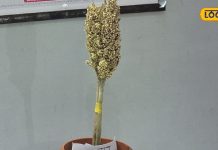 हृदय रोग से चाहते हैं मुक्ति, तो आज ही बदलें अपनी डाइट, पाएं फिटनेस और शुगर में जबरदस्त सुधार