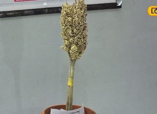 हृदय रोग से चाहते हैं मुक्ति, तो आज ही बदलें अपनी डाइट, पाएं फिटनेस और शुगर में जबरदस्त सुधार