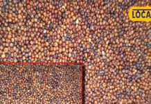 health-benefits-millet-weight-loss-diabetes-high-blood-pressure-skin-infections – Bharat.one हिंदी