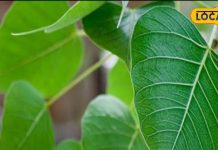 स्किन प्रॉब्लम के लिए काल हैं ये पत्ते, चाय पीने से पाचन हो जाएगा मजबूत