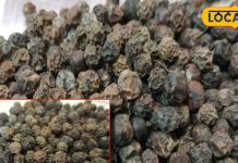 इन बीमारियों के लिए काल हैं ये दाने! माइग्रेन में भृंगराज रस के साथ करें यूज