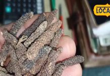 pippali-benefits-long-pepper-is-very-beneficial-for-weight-loss-and teath problm – Bharat.one हिंदी