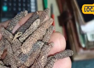 pippali-benefits-long-pepper-is-very-beneficial-for-weight-loss-and teath problm – Bharat.one हिंदी