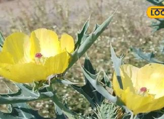 कटीला पेड़…चटकीले पीले फूल, शरीर के हर अंग के दर्द का रामबाण इलाज, खांसी…