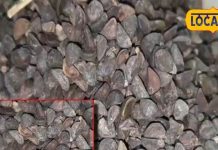 What is the nature of Beejband Benefits how to heal muscles – Bharat.one हिंदी