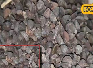 What is the nature of Beejband Benefits how to heal muscles – Bharat.one हिंदी