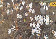 सुबह खाली पेट पी लें ये शक्तिशाली काढ़ा, फेफड़ों में जमा कफ कर देगा बाहर