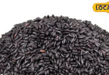 डायबिटीज मरीजों के लिए अमृत समान है ये चावल, वजन कंट्रोल करने में सहायक, और भी हैं फायदे