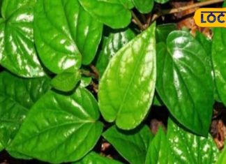amazing benefts betel leaf use in gas stomach and indigestion treatment of diabetes – Bharat.one हिंदी