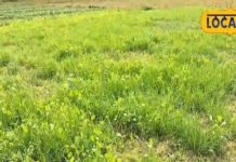 recipe of mustard greens benefits Weight Loss treatment reduce immune system sarson ka saag – Bharat.one हिंदी