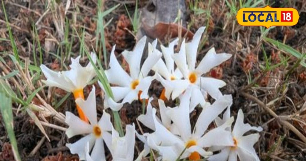 दवाइयों का बाप है ये चमत्कारी फूल! सर्दी-खांसी, बुखार का रामबाण इलाज, काढ़ा पीने से हर दर्द में मिलेगी राहत