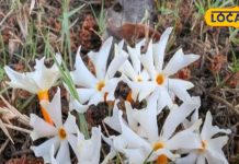 दवाइयों का बाप है ये चमत्कारी फूल! सर्दी-खांसी, बुखार का रामबाण इलाज, काढ़ा पीने से हर दर्द में मिलेगी राहत