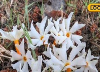 दवाइयों का बाप है ये चमत्कारी फूल! सर्दी-खांसी, बुखार का रामबाण इलाज, काढ़ा पीने से हर दर्द में मिलेगी राहत