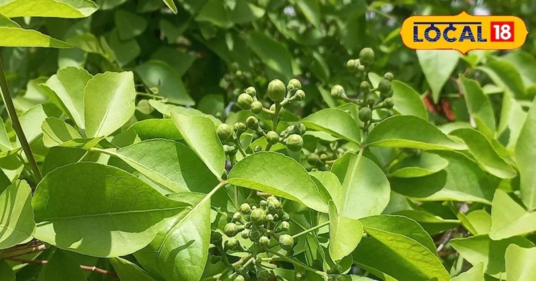 बच्चों के पेट में भरे पड़े हैं कीड़े, तो इस पत्ते से मिलेगा छुटकारा