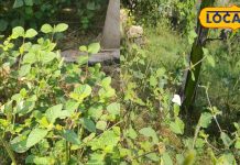 benefits of chewing tulsi leaves and Giloy Juice for cold and cough treatment of fever and pain – Bharat.one हिंदी